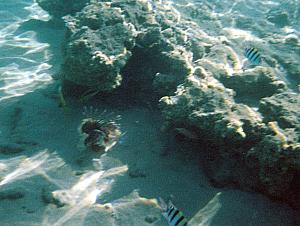 That's a lionfish along the bottom of the coral reef!