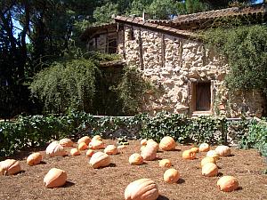 El Capricho, pumpkins!