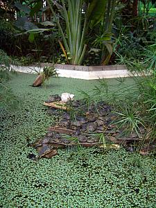 Turtles at the Atocha Renfe train station