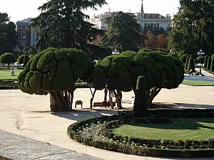 Dr. Suess trees in Retiro Park