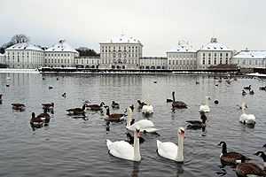 Lots and lots of swans, geese and ducks in the unfrozen part of the pond