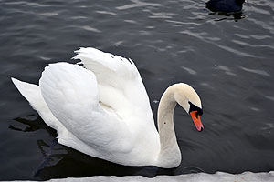 A swan at Schloss Nymphenburg