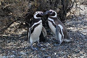 Punta Tombo - Penguins!