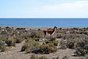 Punta Tombo - a Guanaco