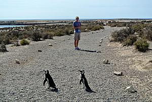 Punta Tombo - Penguins!