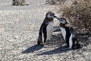 Punta Tombo - Penguins!