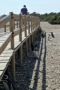 Punta Tombo - Penguins!