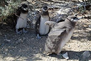 Punta Tombo - Penguins!