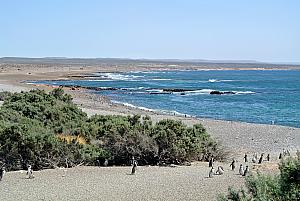 Punta Tombo - lots of penguins gathered along the beach