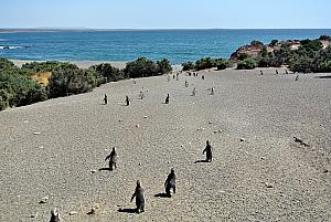 Punta Tombo - trekking to the ocean for food.