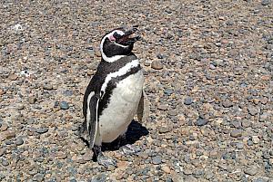 Punta Tombo - Penguins!