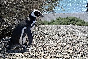 Punta Tombo - Penguins!