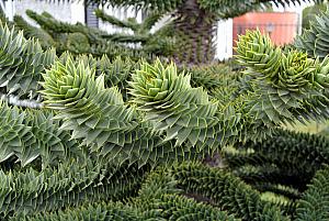 Punta Arenas, Chile - a local cactus tree, known as a Monkey Puzzle Tree