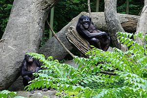 Cincinnati Zoo: what are you looking at?