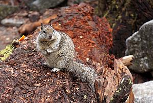 This little guy looks like he is well fed and ready for a long cold winter.