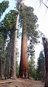 Showing the impressive height of a giant sequoia. Now, off to San Francisco!