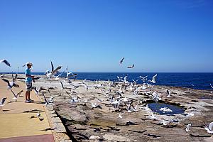 ...until I toss food in the air, and pandemonium ensues! (No birds or Jays were injured in the filming of this production.)