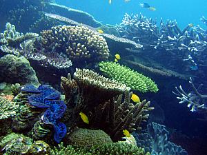 More underwater photos - borrowed from the Internets - this is a typical view when you dump your head under the water. See the giant clam?!