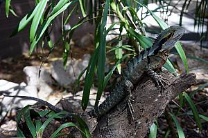 This iguana was just hanging out in some landscaping. A few minutes earlier, he was on the sidewalk. I got a big laugh when some old lady walked by and shrieked in surprise/terror at him.