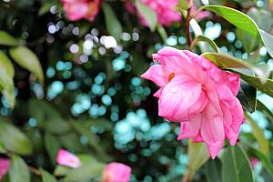 More camellias.