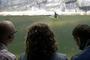 Watching the penguins have fun.