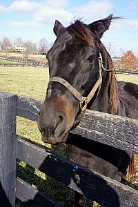 This horse, and many of the others we saw, won millions of dollars for their original owners.