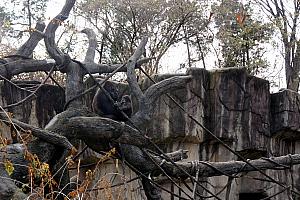 Watching the mom and baby gorilla at the Cincinnati Zoo