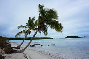 Two picturesque palm trees hanging out by the beach.