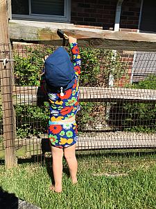 Capri put to work - painting Nana and Papa's fence