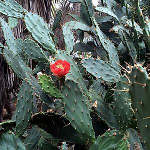 Enjoying the cacti along the hike