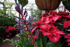 Inside Biltmore's conservatory