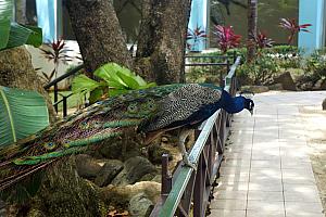 And even a male and female peacock! This guy put on a show for Kelly.