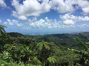 View from within the rainforest looking back to the sea.