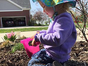 Capri helping dad pull weeds in the mulch beds