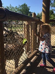 Feeding the giraffe