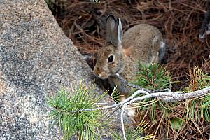 Jackrabbit sighting! This guy hopped around us for a couple minutes. 