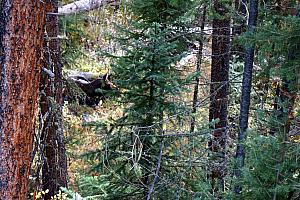 Moose sighting! We were told by other hikers to be on the lookout for a family of moose and were lucky enough to spot them - a mom, baby, and just off camera is the dad.