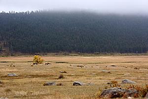 Off in the distance -- our first Elk sighting!