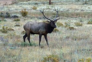 This guy welcomed us back into Rocky Mountain National Park.