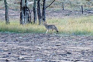 We even saw a coyote!