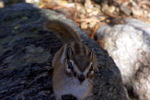 Lots of friendly chipmunks around!