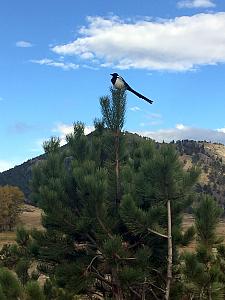 Hi mister Magpie.