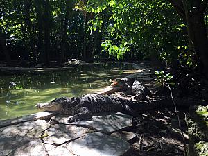 Hello mister crocodile. We'll stay away from your water.