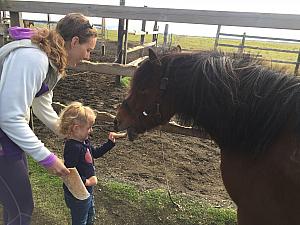 Now it's time to feed the horses!